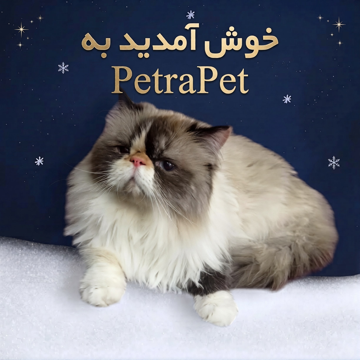گربه در پت‌شاپ PetraPet